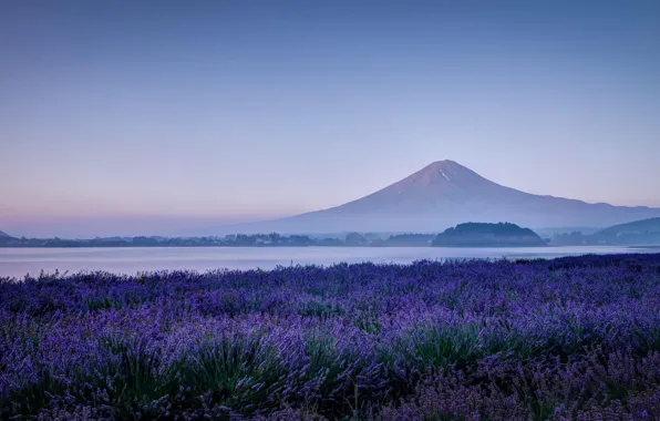 Field, flowers, nature, lake, mountain, morning, the volcano, Japan