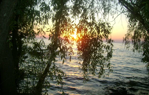 Picture water, trees, sunset, stay