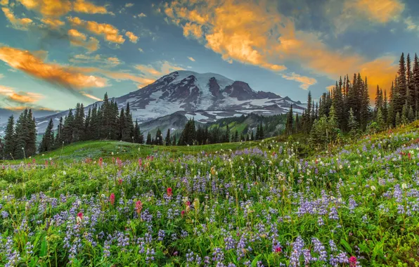 Greens, field, forest, summer, the sky, clouds, landscape, flowers