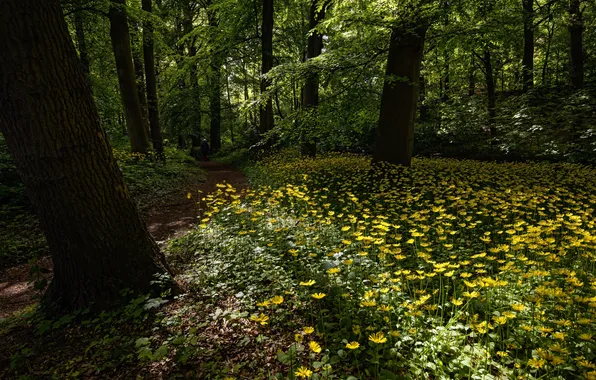 Picture forest, trees, flowers, chamomile, path