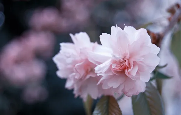 Macro, flowers, nature, branch, spring, petals, blur, Sakura