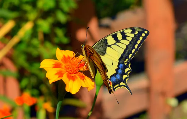 Wallpaper Macro Butterfly Flower Flower Bokeh Macro Butterfly