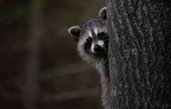 The dark background, tree, raccoon, face, Peeps, foot