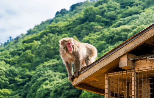 Picture Monkey, Japan, Japan, Kyoto, Kyoto, Japanese macaque, Japanese Macaque, Iwatayama Monkey Park