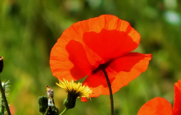 Picture flower, red, spring, Mac, red, spring, poppy