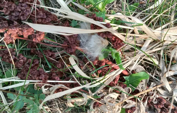 Grass, the dried flowers, naturalism