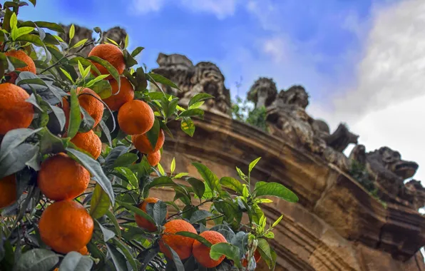 Leaves, fruit, tangerines