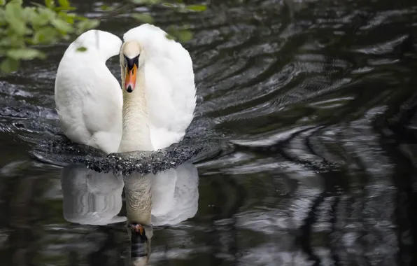 Lake, bird, Swan