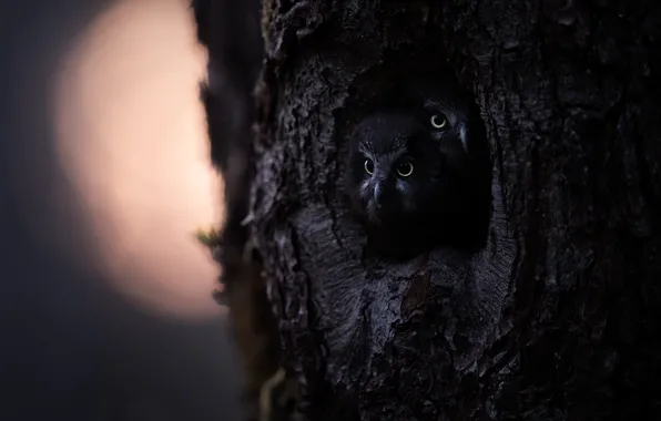 Look, birds, the dark background, tree, owl, twilight, owls, a couple