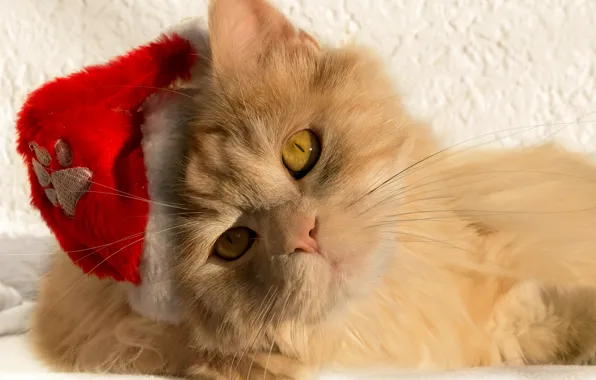 Picture cat, cat, look, muzzle, Santa, cap, red cat