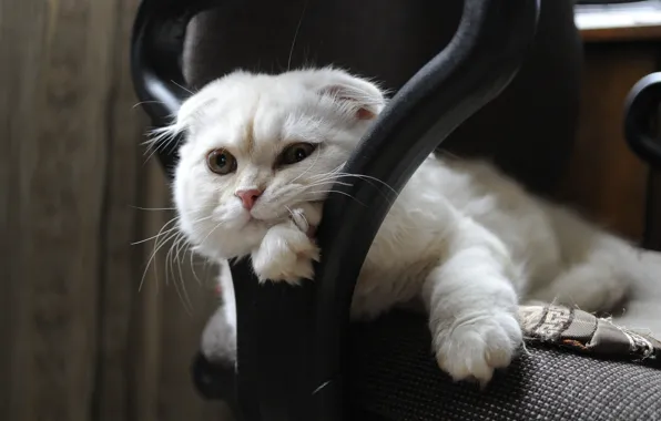 Picture look, muzzle, Scottish fold, Scottish fold cat