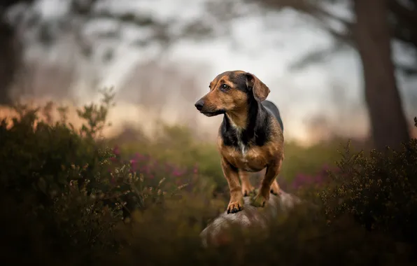 Picture dog, each, nature
