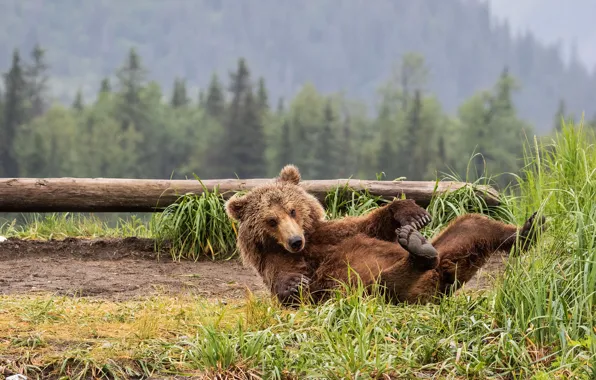 Picture forest, grass, look, face, pose, bear, bear, lies