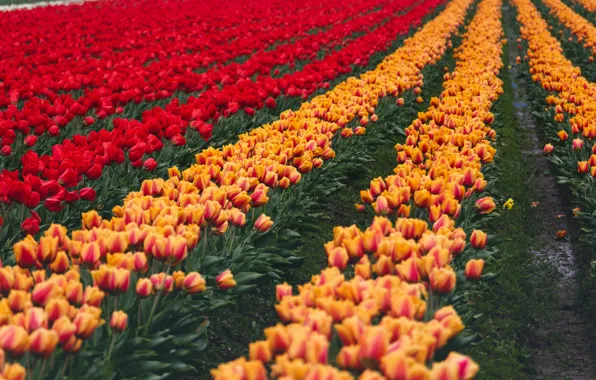 Flowers, strip, spring, tulips, red, the beds, orange, a lot