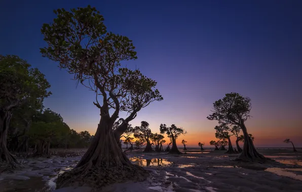 Trees, the evening, tide, Indonesia, glow, Walakiri Beach