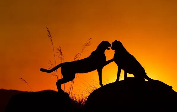 Sunset, silhouette, Savannah, Cheetah