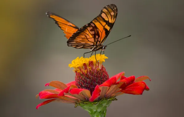 Flower, macro, wings, Butterfly, beautiful, closeup