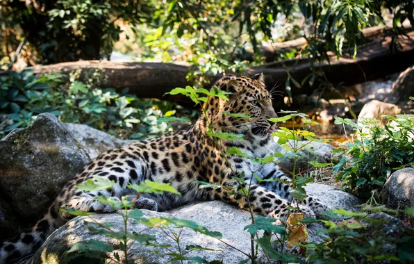 Picture thickets, stay, predator, lies, wild cat, the Amur leopard