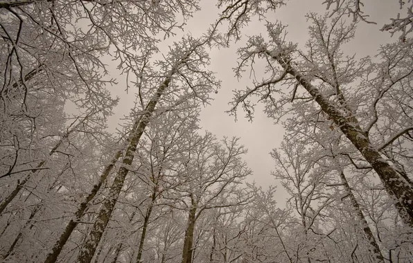 Winter, snow, trees, nature