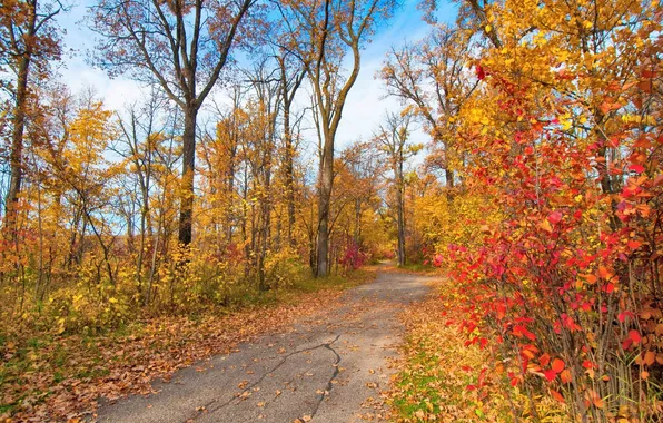 Road, autumn, leaves, trees, Park
