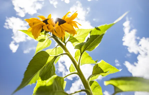 The sky, leaves, plant, sunflower, stem