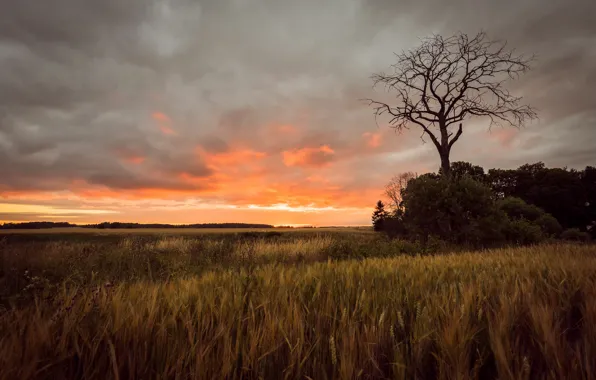 Picture trees, sunset, rye, ears