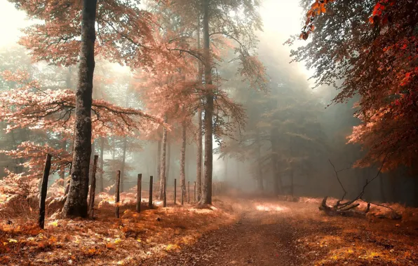 Picture road, forest, fog