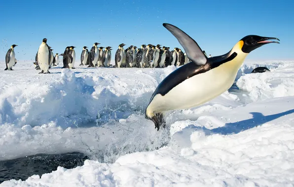 Picture snow, birds, jump, penguins, Antarctica, Emperor penguin