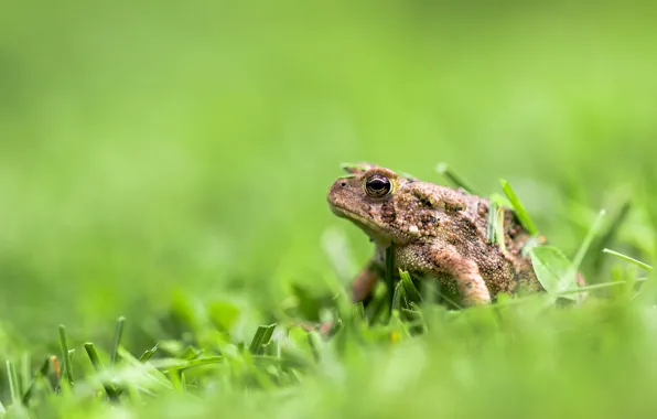 Nature, frog, weed