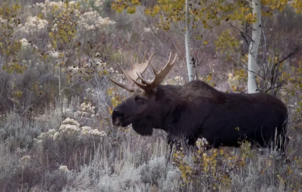 Autumn, nature, moose