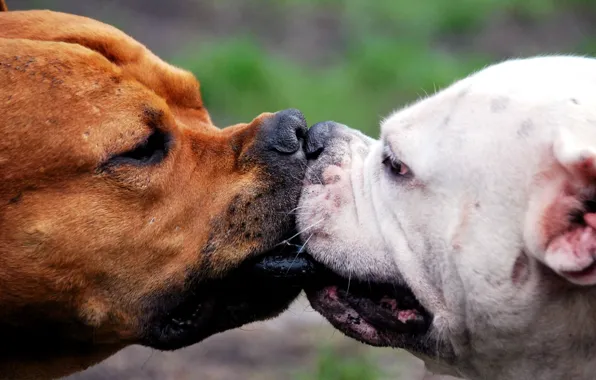 Picture PAIR, The GAME, MUZZLE, KISS), RING, NOSES