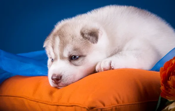Cute, puppy, pillow, husky