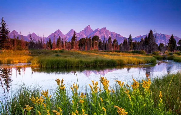 Picture field, forest, the sky, trees, landscape, sunset, flowers, mountains