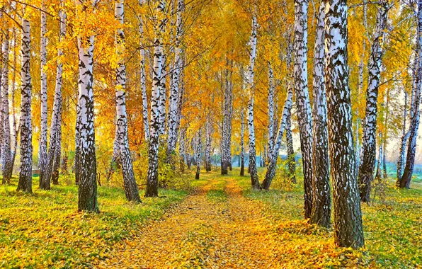 Road, autumn, landscape, nature, yellow leaves, birch