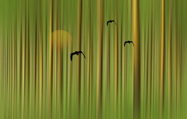 Birds, style, background, color