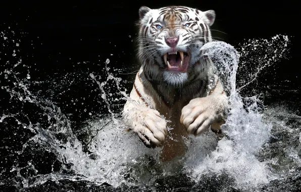 White, look, face, water, squirt, tiger, the dark background, jump