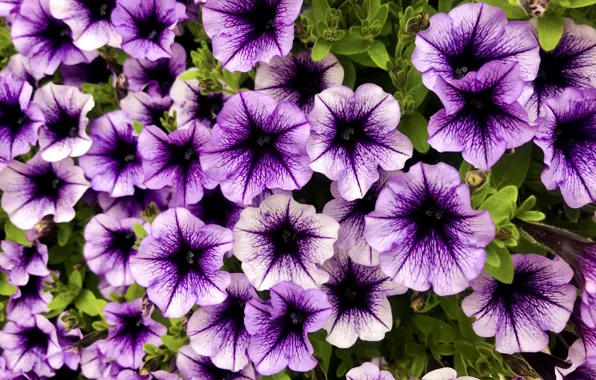 Flowers, purple, lilac, petunias