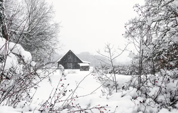 Picture winter, snow, home