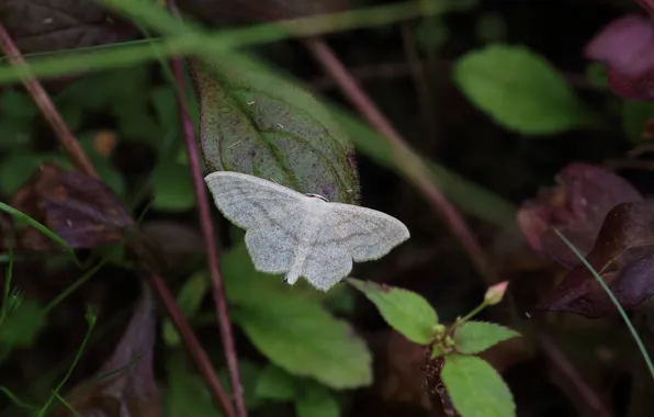 Leaves, microsemi, wings, Butterfly, insect, beautiful, closeup