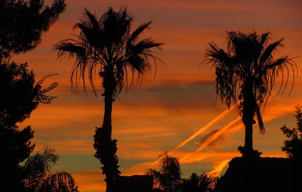 The sky, clouds, sunset, palm trees, silhouette, glow