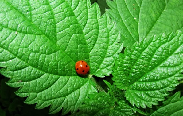 Sheet, ladybug, October