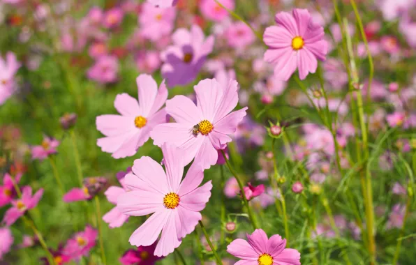 Picture field, summer, flowers, colorful, meadow, summer, pink, field