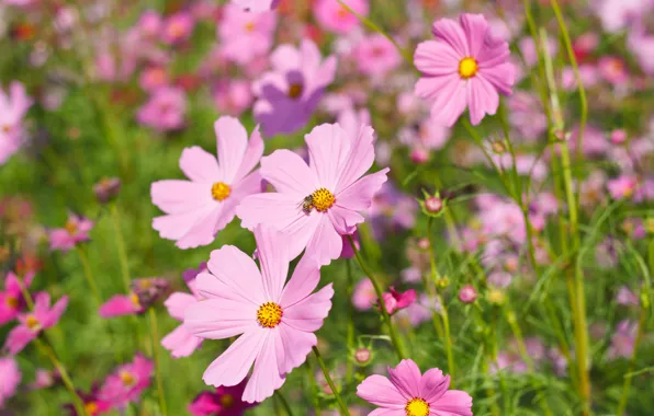 Field, summer, flowers, colorful, meadow, summer, pink, field