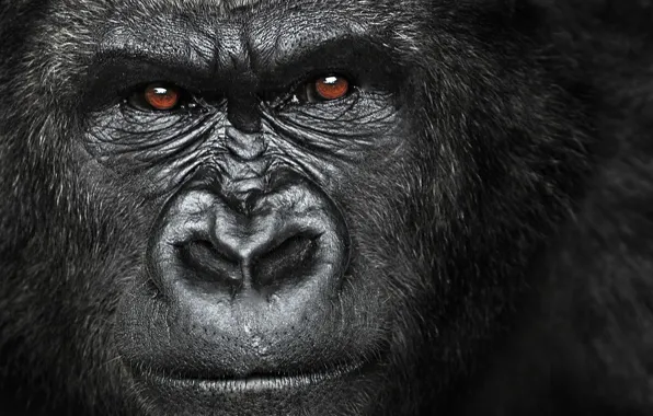 Picture gorilla, angry, herbivorous, great ape, Africa.face