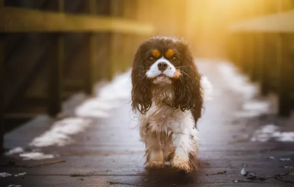 Picture look, wet, dog, doggie, The cavalier king Charles Spaniel