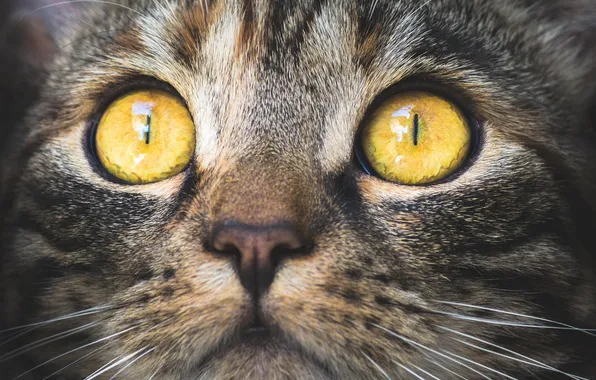 Cat, look, close-up, pose, kitty, grey, portrait, face