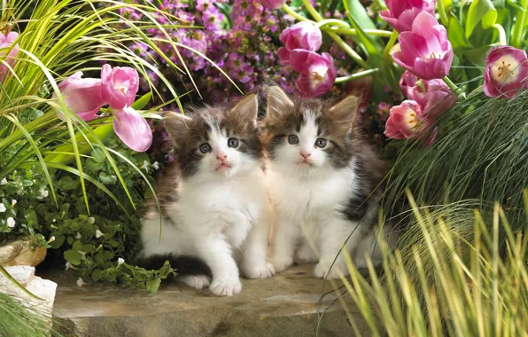 Picture greens, animals, cats, flowers, kittens, tulips, kids
