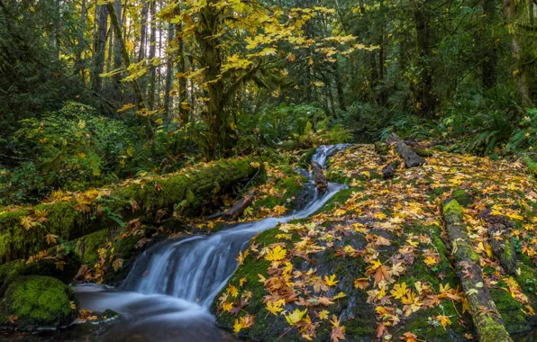 Forest, trees, stream