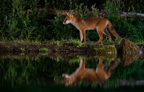 Water, reflection, the dark background, shore, Fox, profile, log, the bushes