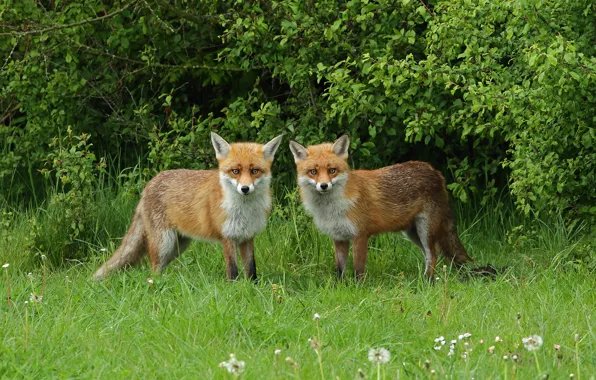 Greens, summer, look, branches, nature, foliage, Fox, dandelions